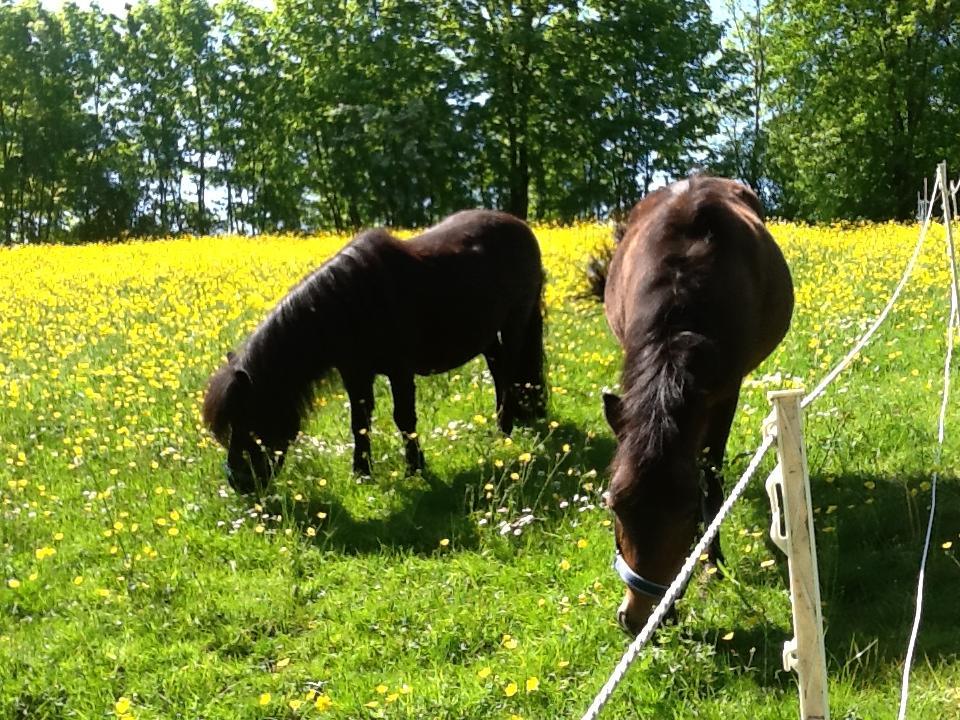 Ostsee Reetkate Langballig Dış mekan fotoğraf
